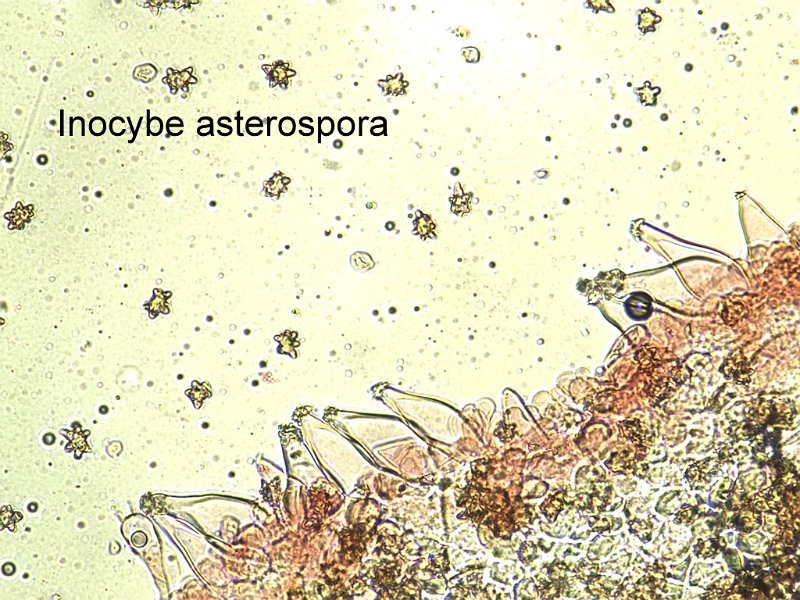 Inocybe asterospora-amf1015-micro.jpg - Inocybe asterospora ; Syn: Astrosporina asterospora ; Nom français: Inocybe à spores étoilées